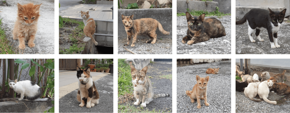 A collage of 10 photos of stray cats