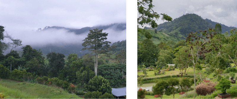 View of greenery in One Acres, Bentong