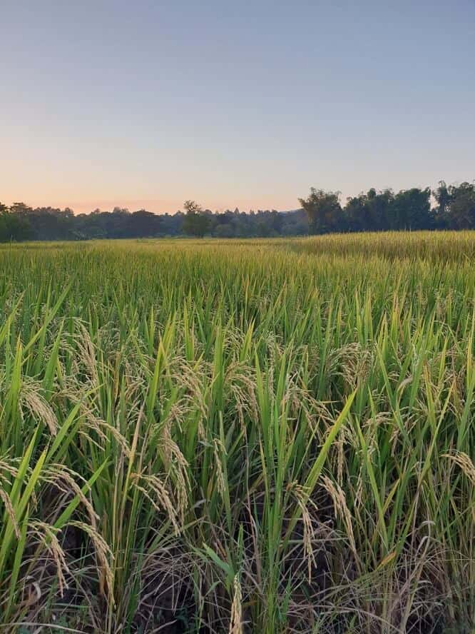 Doi Saket Paddyfield